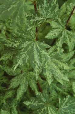 Kumoi Nishiki Japanese Full Moon Maple - 3 Gallon Pot 19 Kumoi Nishiki Japanese Full Moon Maple - 3 Gallon Pot -Foliage Dream Sales Store acer palmatum kumoi nishiki japanese maple 4 1