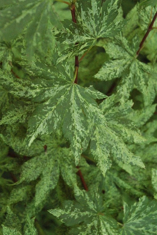 Kumoi Nishiki Japanese Full Moon Maple - 3 Gallon Pot 10 Kumoi Nishiki Japanese Full Moon Maple - 3 Gallon Pot - Image 10