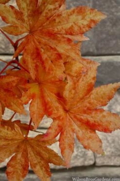 Kumoi Nishiki Japanese Full Moon Maple - 3 Gallon Pot 17 Kumoi Nishiki Japanese Full Moon Maple - 3 Gallon Pot -Foliage Dream Sales Store acer palmatum kumoi nishiki japanese maple 7 1