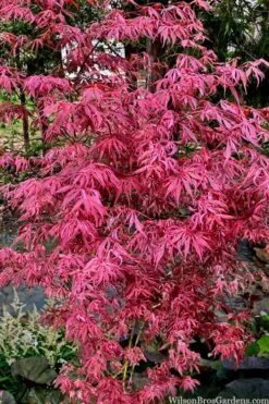 Lileeanne's Jewel Pink Leaf Japanese Maple - 3 Gallon Pot -Foliage Dream Sales Store acer palmatum lileeannes jewel 6