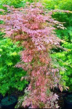 Lileeanne's Jewel Pink Leaf Japanese Maple - 1 Gallon Pot -Foliage Dream Sales Store acer palmatum lileeannes jewel 8
