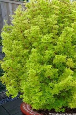 Little Sango' Dwarf Coral Bark Japanese Maple - 5 Gallon Pot -Foliage Dream Sales Store acer palmatum little sango dwarf coral bark maple 1