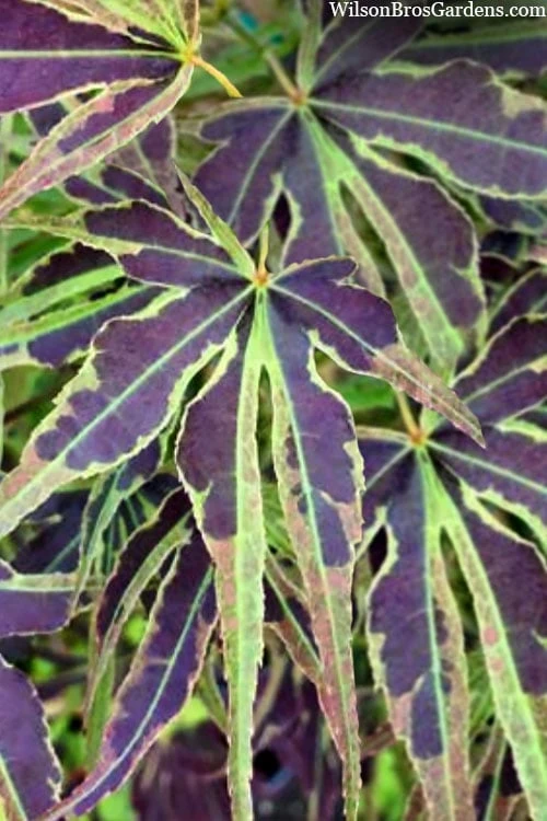 Manyo No Sato Purple Leaf Japanese Maple - 3 Gallon Pot (2-3') 5 Manyo No Sato Purple Leaf Japanese Maple - 3 Gallon Pot (2-3') - Image 5