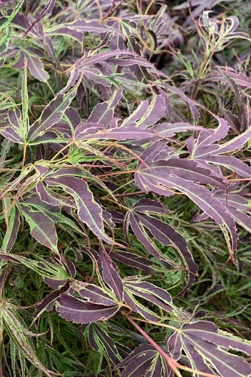 Manyo No Sato Purple Leaf Japanese Maple - 3 Gallon Pot (2-3') 1 Manyo No Sato Purple Leaf Japanese Maple - 3 Gallon Pot (2-3')