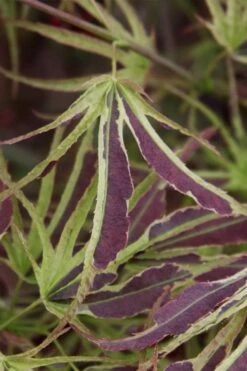 Manyo No Sato Purple Leaf Japanese Maple - 3 Gallon Pot (2-3') 9 Manyo No Sato Purple Leaf Japanese Maple - 3 Gallon Pot (2-3') -Foliage Dream Sales Store acer palmatum manyo no sato japanese maple 6