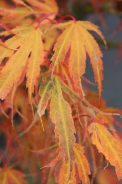 Manyo No Sato Purple Leaf Japanese Maple - 2 Gallon Pot -Foliage Dream Sales Store acer palmatum manyo no sato japanese maple 7 1