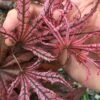 Crescent Moon Japanese Maple (Acer Palmatum 'Mikazuki') - 1 Gallon Pot
