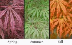 Crescent Moon Japanese Maple (Acer Palmatum 'Mikazuki') - 5 Gallon Pot -Foliage Dream Sales Store acer palmatum mikazuki japanese maple 5 1