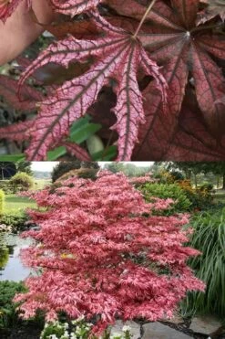 Crescent Moon Japanese Maple (Acer Palmatum 'Mikazuki') - 5 Gallon Pot -Foliage Dream Sales Store acer palmatum mikazuki japanese maple 8 1