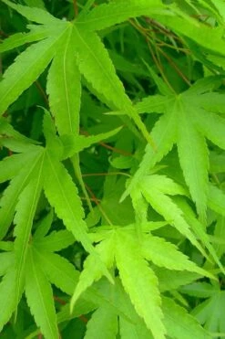 Pine Bark Japanese Maple (Acer Palmatum 'Nishiki Gawa) - 1 Gallon Pot 15 Pine Bark Japanese Maple (Acer Palmatum 'Nishiki Gawa) - 1 Gallon Pot -Foliage Dream Sales Store acer palmatum nishiki gawa pine bark japanese maple 4