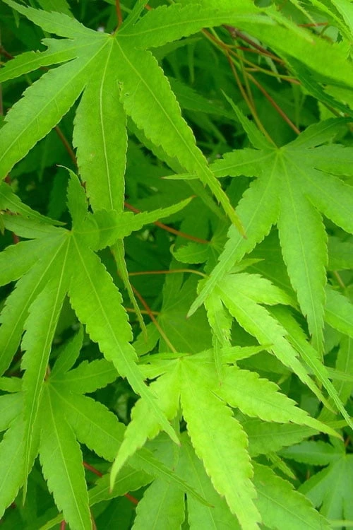 Pine Bark Japanese Maple (Acer Palmatum 'Nishiki Gawa) - 1 Gallon Pot 8 Pine Bark Japanese Maple (Acer Palmatum 'Nishiki Gawa) - 1 Gallon Pot - Image 8