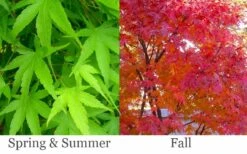 Pine Bark Japanese Maple (Acer Palmatum 'Nishiki Gawa) - 1 Gallon Pot 11 Pine Bark Japanese Maple (Acer Palmatum 'Nishiki Gawa) - 1 Gallon Pot -Foliage Dream Sales Store acer palmatum nishiki gawa pine bark japanese maple 6