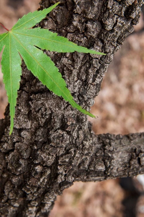Pine Bark Japanese Maple (Acer Palmatum 'Nishiki Gawa) - 1 Gallon Pot 1 Pine Bark Japanese Maple (Acer Palmatum 'Nishiki Gawa) - 1 Gallon Pot
