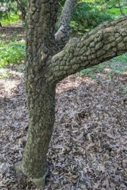 Pine Bark Japanese Maple (Acer Palmatum 'Nishiki Gawa) - 5 Gallon Pot 12 Pine Bark Japanese Maple (Acer Palmatum 'Nishiki Gawa) - 5 Gallon Pot -Foliage Dream Sales Store acer palmatum nishiki gawa pine bark japanese maple 8 1