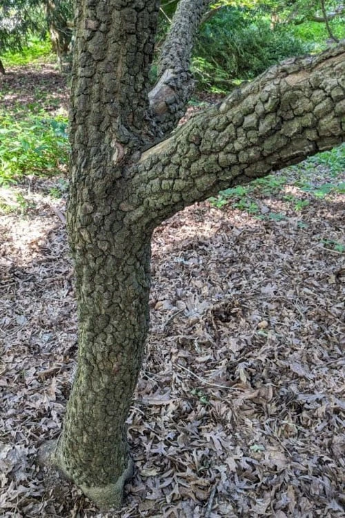 Pine Bark Japanese Maple (Acer Palmatum 'Nishiki Gawa) - 1 Gallon Pot 5 Pine Bark Japanese Maple (Acer Palmatum 'Nishiki Gawa) - 1 Gallon Pot - Image 5