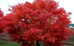 Pine Bark Japanese Maple (Acer Palmatum 'Nishiki Gawa) - 1 Gallon Pot 14 Pine Bark Japanese Maple (Acer Palmatum 'Nishiki Gawa) - 1 Gallon Pot -Foliage Dream Sales Store acer palmatum nishiki gawa pine bark japanese maple 9