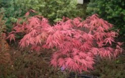 Olsen's Frosted Strawberry Japanese Maple - 3 Gallon Pot 26 Olsen's Frosted Strawberry Japanese Maple - 3 Gallon Pot -Foliage Dream Sales Store acer palmatum olsens frosted strawberry japanese maple 10