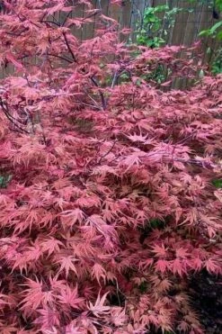 Olsen's Frosted Strawberry Japanese Maple - 3 Gallon Pot 21 Olsen's Frosted Strawberry Japanese Maple - 3 Gallon Pot -Foliage Dream Sales Store acer palmatum olsens frosted strawberry japanese maple 11