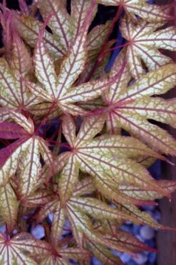 Olsen's Frosted Strawberry Japanese Maple - 3 Gallon Pot 24 Olsen's Frosted Strawberry Japanese Maple - 3 Gallon Pot -Foliage Dream Sales Store acer palmatum olsens frosted strawberry japanese maple 12