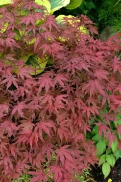 Olsen's Frosted Strawberry Japanese Maple - 3 Gallon Pot 31 Olsen's Frosted Strawberry Japanese Maple - 3 Gallon Pot -Foliage Dream Sales Store acer palmatum olsens frosted strawberry japanese maple 13