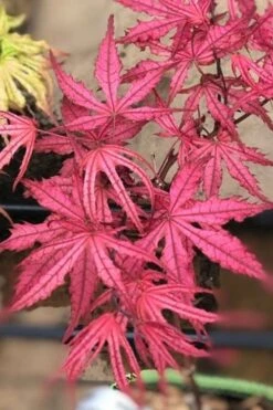 Olsen's Frosted Strawberry Japanese Maple - 3 Gallon Pot 20 Olsen's Frosted Strawberry Japanese Maple - 3 Gallon Pot -Foliage Dream Sales Store acer palmatum olsens frosted strawberry japanese maple 17