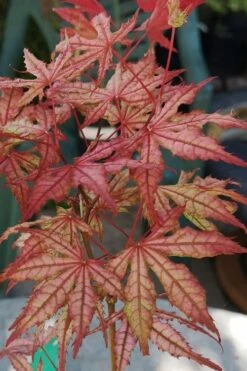Olsen's Frosted Strawberry Japanese Maple - 3 Gallon Pot 29 Olsen's Frosted Strawberry Japanese Maple - 3 Gallon Pot -Foliage Dream Sales Store acer palmatum olsens frosted strawberry japanese maple 18