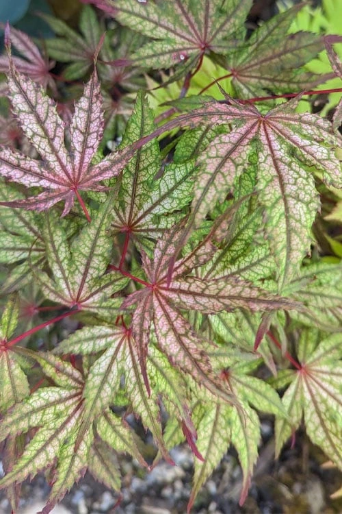 Olsen's Frosted Strawberry Japanese Maple - 3 Gallon Pot 7 Olsen's Frosted Strawberry Japanese Maple - 3 Gallon Pot - Image 7