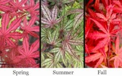 Olsen's Frosted Strawberry Japanese Maple - 3 Gallon Pot 19 Olsen's Frosted Strawberry Japanese Maple - 3 Gallon Pot -Foliage Dream Sales Store acer palmatum olsens frosted strawberry japanese maple 23