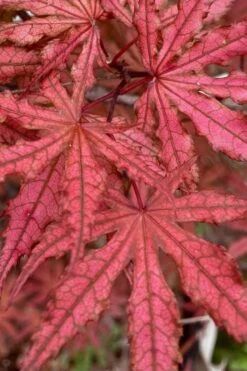 Olsen's Frosted Strawberry Japanese Maple - 3 Gallon Pot 27 Olsen's Frosted Strawberry Japanese Maple - 3 Gallon Pot -Foliage Dream Sales Store acer palmatum olsens frosted strawberry japanese maple 4