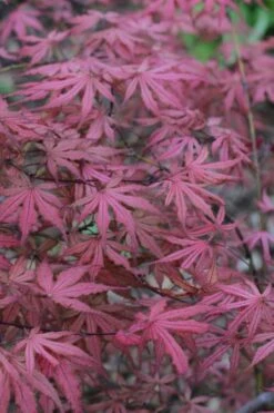Olsen's Frosted Strawberry Japanese Maple - 3 Gallon Pot 25 Olsen's Frosted Strawberry Japanese Maple - 3 Gallon Pot -Foliage Dream Sales Store acer palmatum olsens frosted strawberry japanese maple 7