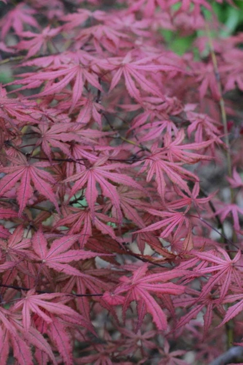 Olsen's Frosted Strawberry Japanese Maple - 3 Gallon Pot 10 Olsen's Frosted Strawberry Japanese Maple - 3 Gallon Pot - Image 10