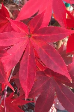 Omato Japanese Maple - 2 Gallon Pot -Foliage Dream Sales Store acer palmatum omato japanese maple 1
