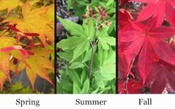 Omato Japanese Maple - 2 Gallon Pot -Foliage Dream Sales Store acer palmatum omato japanese maple 10