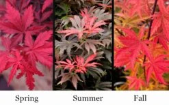 Orion Dwarf Red Japanese Maple - 5 Gallon Pot 10 Orion Dwarf Red Japanese Maple - 5 Gallon Pot -Foliage Dream Sales Store acer palmatum orion japanese maple 10 1
