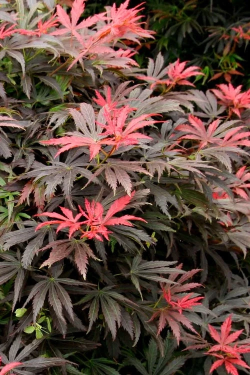 Orion Dwarf Red Japanese Maple - 2 Gallon Pot 1 Orion Dwarf Red Japanese Maple - 2 Gallon Pot