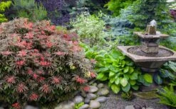 Orion Dwarf Red Japanese Maple - 5 Gallon Pot 11 Orion Dwarf Red Japanese Maple - 5 Gallon Pot -Foliage Dream Sales Store acer palmatum orion japanese maple 6 1