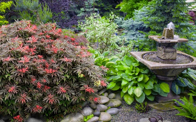 Orion Dwarf Red Japanese Maple - 2 Gallon Pot 6 Orion Dwarf Red Japanese Maple - 2 Gallon Pot - Image 6