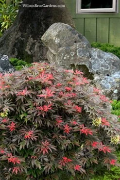 Orion Dwarf Red Japanese Maple - 5 Gallon Pot 9 Orion Dwarf Red Japanese Maple - 5 Gallon Pot -Foliage Dream Sales Store acer palmatum orion japanese maple 7 1