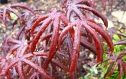 Peve's Starfish Japanese Maple - 7 Gallon Pot (7-8' HT) -Foliage Dream Sales Store acer palmatum peves starfish japanese maple 10