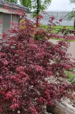Peve's Starfish Japanese Maple - 7 Gallon Pot (7-8' HT) -Foliage Dream Sales Store acer palmatum peves starfish japanese maple 12