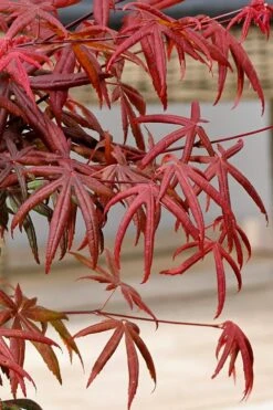 Peve's Starfish Japanese Maple - 7 Gallon Pot (7-8' HT) -Foliage Dream Sales Store acer palmatum peves starfish japanese maple 13