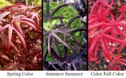 Peve's Starfish Japanese Maple - 7 Gallon Pot (7-8' HT) -Foliage Dream Sales Store acer palmatum peves starfish japanese maple 2