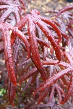 Peve's Starfish Japanese Maple - 7 Gallon Pot (7-8' HT) -Foliage Dream Sales Store acer palmatum peves starfish japanese maple 9