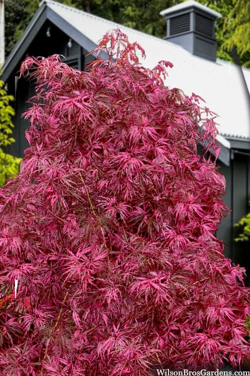 Pink Ballerina Japanese Maple - 2 Gallon Pot 1 Pink Ballerina Japanese Maple - 2 Gallon Pot
