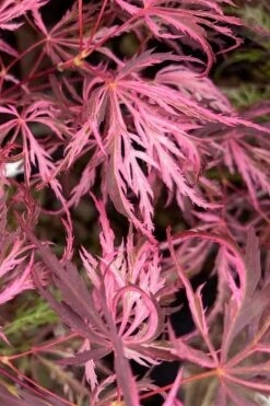 Pink Ballerina Japanese Maple - 2 Gallon Pot 8 Pink Ballerina Japanese Maple - 2 Gallon Pot -Foliage Dream Sales Store acer palmatum pink ballerina 3