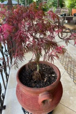 Pink Ballerina Japanese Maple - 2 Gallon Pot 9 Pink Ballerina Japanese Maple - 2 Gallon Pot -Foliage Dream Sales Store acer palmatum pink ballerina japanese maple 4