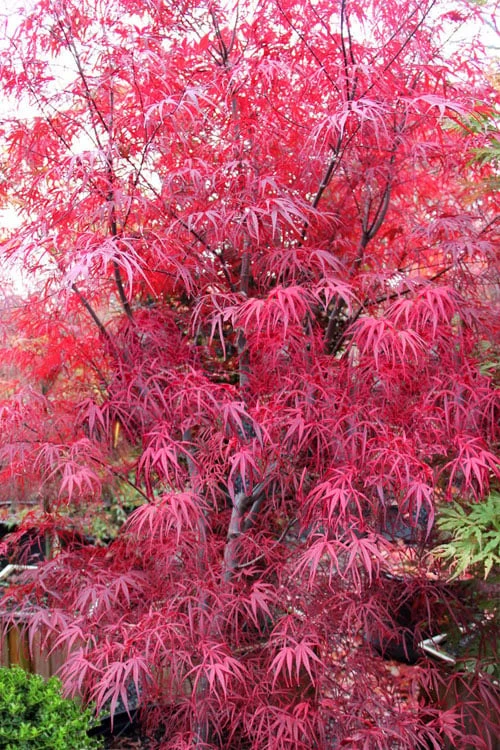 Pung Kil Japanese Maple - 3 Gallon Pot 7 Pung Kil Japanese Maple - 3 Gallon Pot - Image 7
