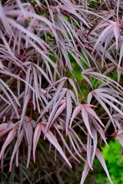 Pung Kil Japanese Maple - 3 Gallon Pot 12 Pung Kil Japanese Maple - 3 Gallon Pot -Foliage Dream Sales Store acer palmatum pung kil japanese maple 2