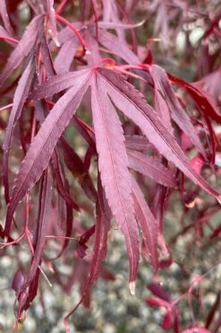 Pung Kil Japanese Maple - 3 Gallon Pot 11 Pung Kil Japanese Maple - 3 Gallon Pot -Foliage Dream Sales Store acer palmatum pung kil japanese maple 3