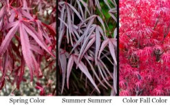 Pung Kil Japanese Maple - 3 Gallon Pot 10 Pung Kil Japanese Maple - 3 Gallon Pot -Foliage Dream Sales Store acer palmatum pung kil japanese maple 4